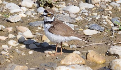 Little Ringed Plover, Nerja