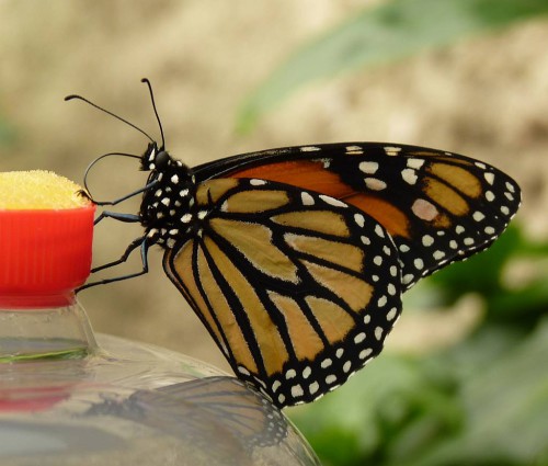 Butterfly Park, Benalmádena