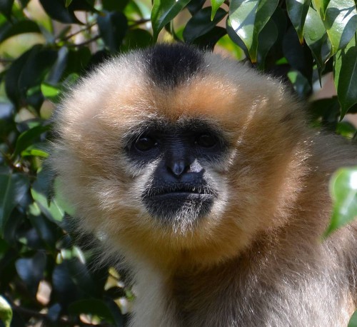 Bioparc Fuengirola