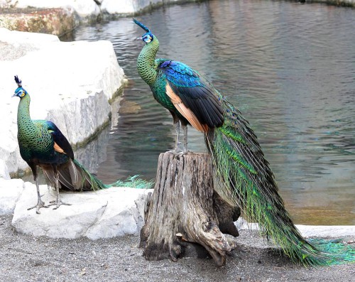 Bioparc Fuengirola