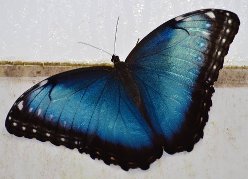 Peleides Blue Morpho