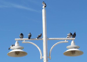 Pigeons on lamp