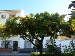 Plaza cantarero, Nerja