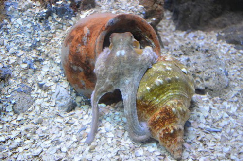 SeaLife, Benalmádena