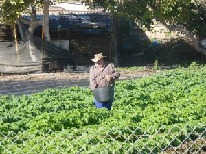 Seed sowing, Nerja