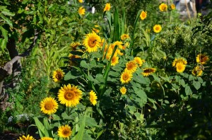 sunflowers, Nerja