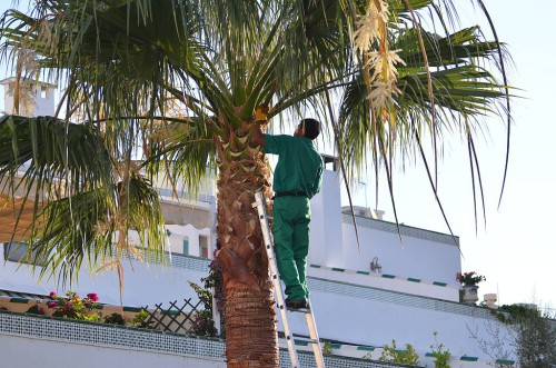 pruning, Nerja