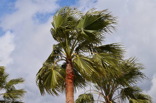 windy palm