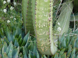 Almunecar, cactus