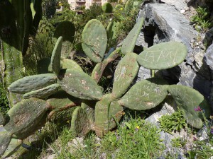 Almunecar, cactus