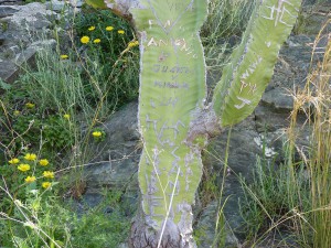 Almunecar, cactus