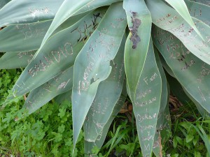 Almunecar, cactus