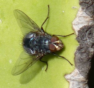 Fly, Almunecar