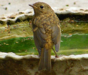 Baby Robin