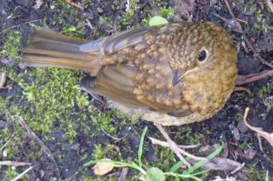 Baby robin