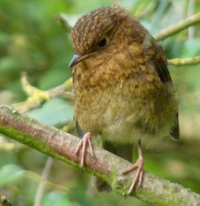 Baby robin