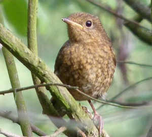 Baby robin