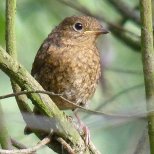 Baby robin