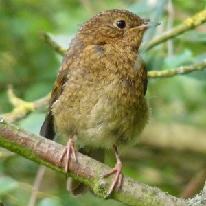 Baby robin