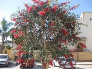 Bottlebrush tree, Nerja