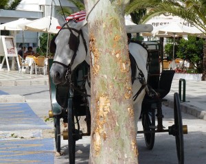 Carriages, Nerja
