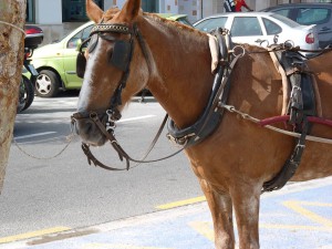 Carriages, Nerja