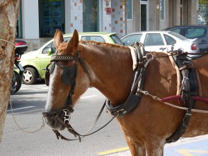 Carriages, Nerja