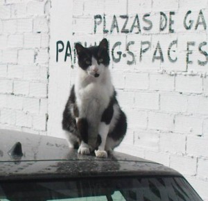 cat, Nerja