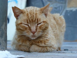 Cat, Nerja