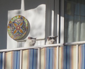 Cats, Nerja