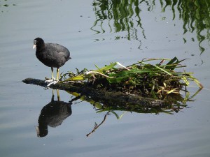 Coot