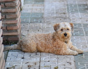 dog, Nerja