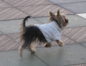 dog in fur coat, Nerja