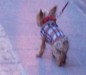 Nerja, dog