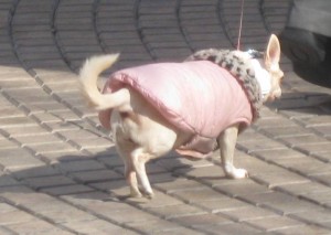 Nerja, dog in coat