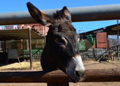 Donkey Sanctuary, Nerja
