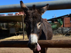 donkey, Nerja