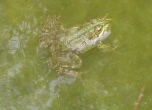 Frog, Nerja