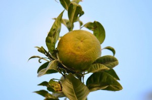 oranges, Nerja