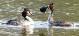 Grebes