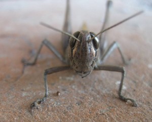 Nerja, grasshopper
