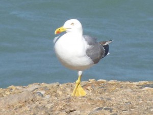 Torrecilla beach, Nerja, Gull