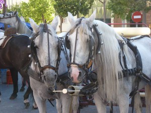 Nerja Feria