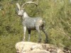 Ibex statue, Nerja