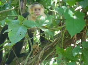 Monkey, Costa Rica
