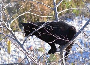 nesting cat, Nerja