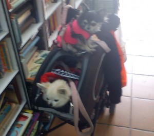 Pampered pooches