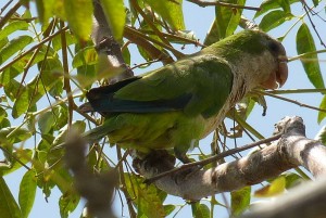 Wild parrakeet, Torre del Mar