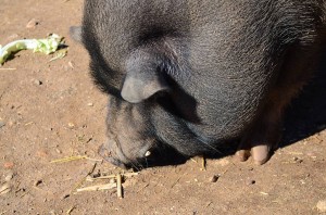 pot-bellied pig, Nerja