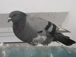 Pigeon